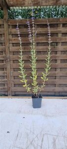 Perovskia 'Blue Spire' geen maat specificatie 0,55L/P9cm - afbeelding 4