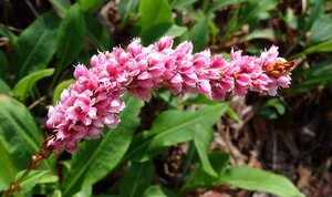 Persicaria bistorta 'Superba' geen maat specificatie 0,55L/P9cm