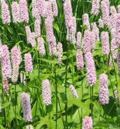 Persicaria bistorta 'Superba' geen maat specificatie 0,55L/P9cm - afbeelding 6