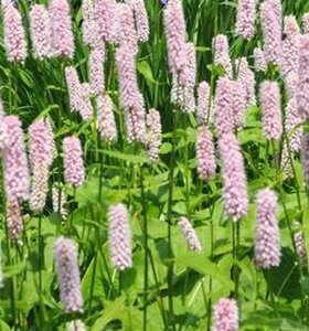 Persicaria bistorta 'Superba' geen maat specificatie 0,55L/P9cm - afbeelding 6