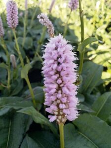 Persicaria bistorta 'Superba' geen maat specificatie 0,55L/P9cm - afbeelding 3