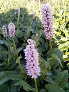 Persicaria bistorta 'Superba' geen maat specificatie 0,55L/P9cm - afbeelding 4