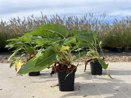 Persicaria bistorta 'Superba' geen maat specificatie 0,55L/P9cm - afbeelding 7