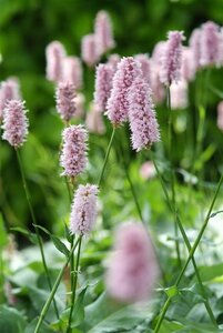Persicaria bistorta 'Superba' geen maat specificatie 0,55L/P9cm - afbeelding 5