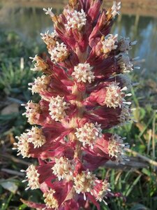 Petasites hybridus geen maat specificatie 0,55L/P9cm