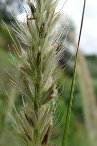 Pennisetum macrourum geen maat specificatie 0,55L/P9cm