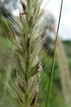 Pennisetum macrourum geen maat specificatie 0,55L/P9cm - image 1