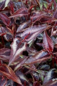 Persicaria micr. 'Red Dragon' geen maat specificatie 0,55L/P9cm
