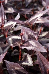 Persicaria micr. 'Red Dragon' geen maat specificatie 0,55L/P9cm - afbeelding 2