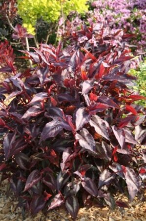 Persicaria micr. 'Red Dragon' geen maat specificatie 0,55L/P9cm - afbeelding 3