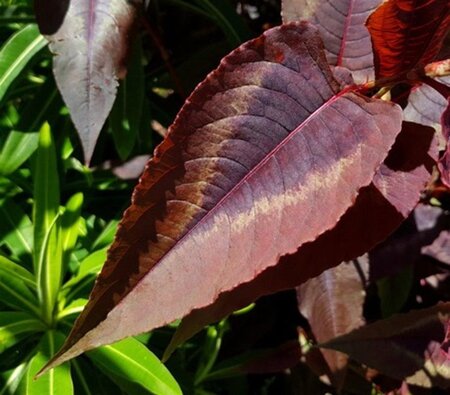 Persicaria micr. 'Red Dragon' geen maat specificatie 0,55L/P9cm - afbeelding 4