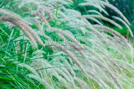 Pennisetum or. 'Fairy Tails' geen maat specificatie 0,55L/P9cm - afbeelding 2