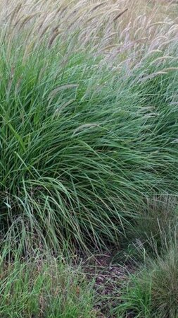Pennisetum or. 'Fairy Tails' geen maat specificatie 0,55L/P9cm - image 1