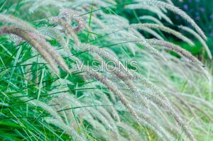 Pennisetum or. 'Fairy Tails' geen maat specificatie 0,55L/P9cm - image 2