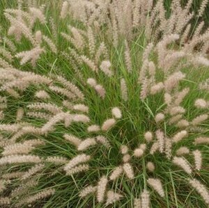 Pennisetum orientale geen maat specificatie 0,55L/P9cm - afbeelding 2