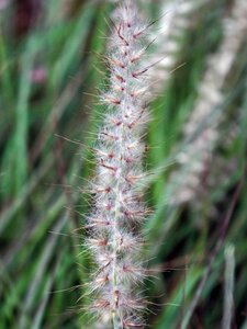 Pennisetum orientale geen maat specificatie 0,55L/P9cm