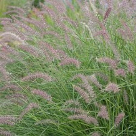 Pennisetum orientale geen maat specificatie 0,55L/P9cm - afbeelding 3