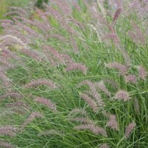 Pennisetum orientale geen maat specificatie 0,55L/P9cm - afbeelding 3