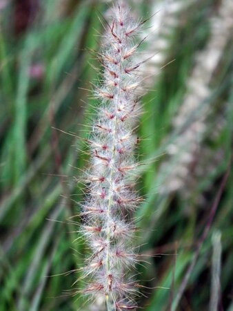 Pennisetum orientale geen maat specificatie 0,55L/P9cm