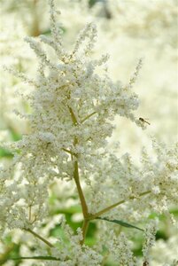 Persicaria polymorpha geen maat specificatie 0,55L/P9cm - afbeelding 4