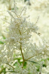 Persicaria polymorpha geen maat specificatie 0,55L/P9cm - afbeelding 2