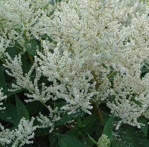 Persicaria polymorpha geen maat specificatie 0,55L/P9cm - afbeelding 4