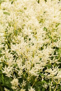 Persicaria polymorpha geen maat specificatie 0,55L/P9cm