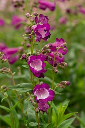 Penstemon 'Purple Passion' geen maat specificatie 0,55L/P9cm - afbeelding 1