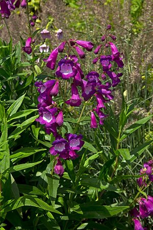 Penstemon 'Purple Passion' geen maat specificatie 0,55L/P9cm - afbeelding 2