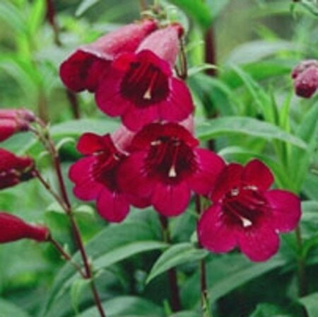 Penstemon 'Rich Ruby' geen maat specificatie 0,55L/P9cm - afbeelding 1