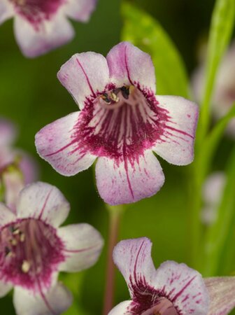 Penstemon 'Rich Ruby' geen maat specificatie 0,55L/P9cm - afbeelding 2