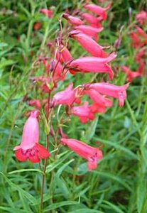 Penstemon 'Schoenholzeri' geen maat specificatie 0,55L/P9cm - afbeelding 3