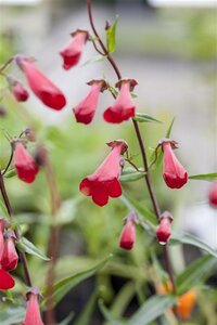 Penstemon 'Schoenholzeri' geen maat specificatie 0,55L/P9cm