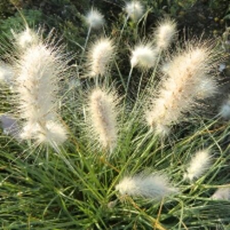 Pennisetum villosum geen maat specificatie 0,55L/P9cm - afbeelding 3