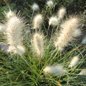 Pennisetum villosum geen maat specificatie 0,55L/P9cm - afbeelding 3