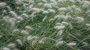 Pennisetum villosum geen maat specificatie 0,55L/P9cm