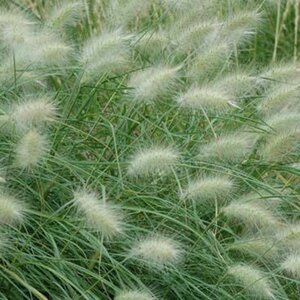 Pennisetum villosum geen maat specificatie 0,55L/P9cm - image 4