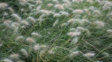 Pennisetum villosum geen maat specificatie 0,55L/P9cm - image 1