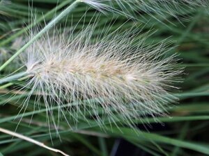 Pennisetum villosum geen maat specificatie 0,55L/P9cm - image 2