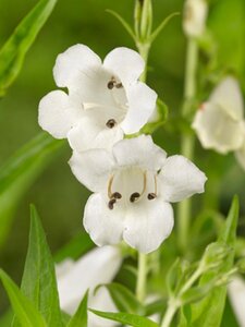 Penstemon 'White Bedder' geen maat specificatie 0,55L/P9cm