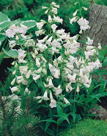 Penstemon 'White Bedder' geen maat specificatie 0,55L/P9cm - afbeelding 2