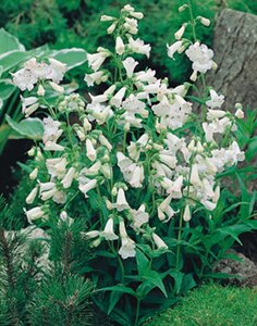 Penstemon 'White Bedder' geen maat specificatie 0,55L/P9cm - afbeelding 2