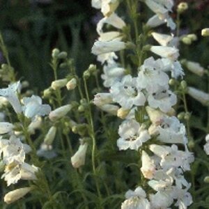 Penstemon 'White Bedder' geen maat specificatie 0,55L/P9cm - afbeelding 3