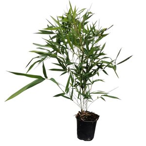 Phyllostachys aureos. 'Alata' 40-60 cm cont. 1L