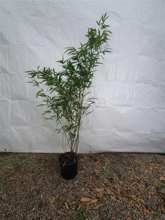 Phyllostachys aureos. 'Alata' 40-60 cm cont. 1L - afbeelding 3