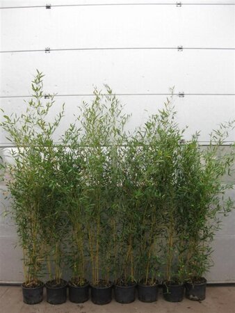 Phyllostachys aureos. 'Aureocaulis' 125-150 cm cont. 10L - afbeelding 2