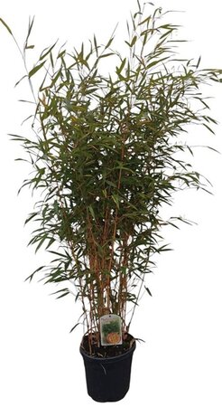 Phyllostachys aureos. 'Aureocaulis' 125-150 cm cont. 10L - afbeelding 1