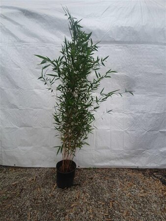Phyllostachys aureos. 'Aureocaulis' 150-175 cm cont. 10L
