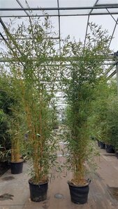 Phyllostachys aureos. 'Aureocaulis' 250-300 cm cont. 30L - afbeelding 2