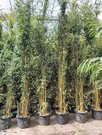 Phyllostachys aureos. 'Aureocaulis' 400-500 cm cont. 30L - afbeelding 2